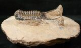 Long Chlustinia Trilobite - Rare Species #15555-3